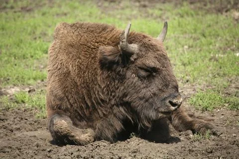 Bison bonasus Foto stock