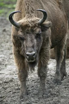 Bison bonasus Foto stock