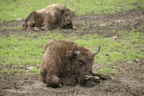 Bison bonasus Foto stock