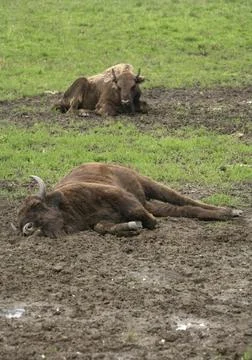 Bison bonasus Foto stock