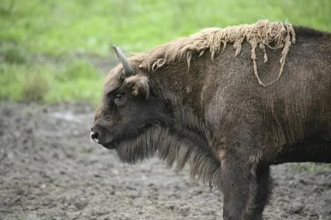 Bison bonasus Foto stock
