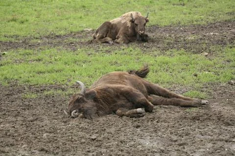 Bison bonasus Foto stock