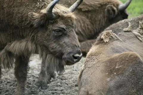 Bison bonasus Foto stock