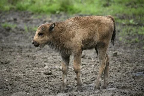 Bison bonasus Foto stock