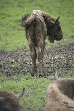 Bison bonasus Foto stock