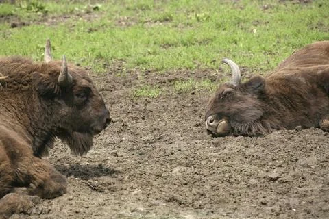 Bison bonasus Foto stock