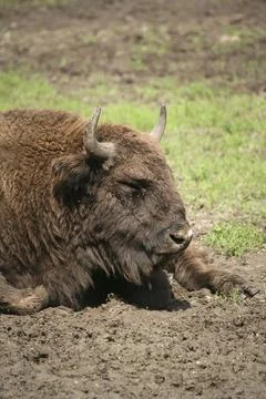 Bison bonasus Foto stock