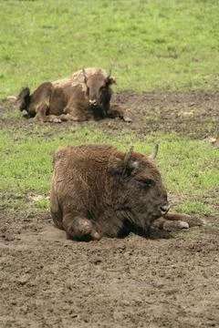 Bison bonasus Foto stock