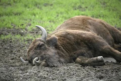 Bison bonasus Foto stock