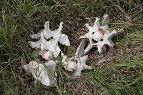 Bison Bones Stock Photos