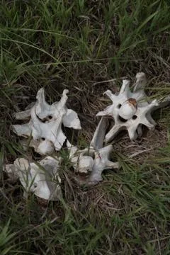 Bison Bones Stock Photos
