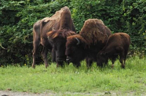 Bison (Bos bison) Stock Photos