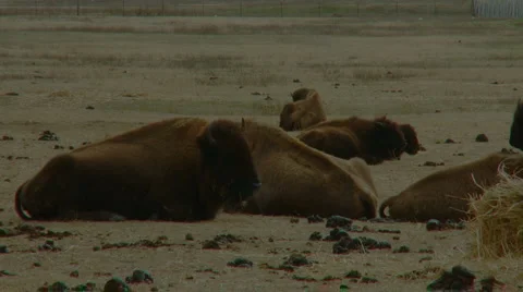 Bison breathing Stock-Footage 998016