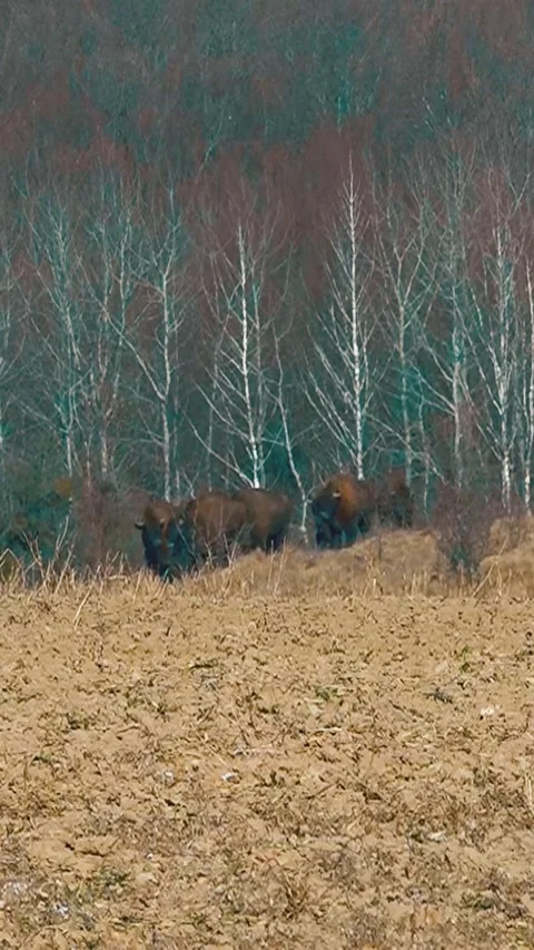 Bison breeding. Herd of Bison. Buffalo farming. Vertical video. Video stock 303416126