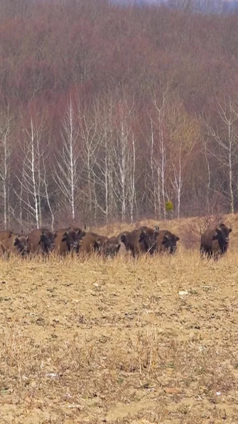Bison breeding. Herd of Bison. Buffalo farming. Vertical video. Stock Footage 303416167