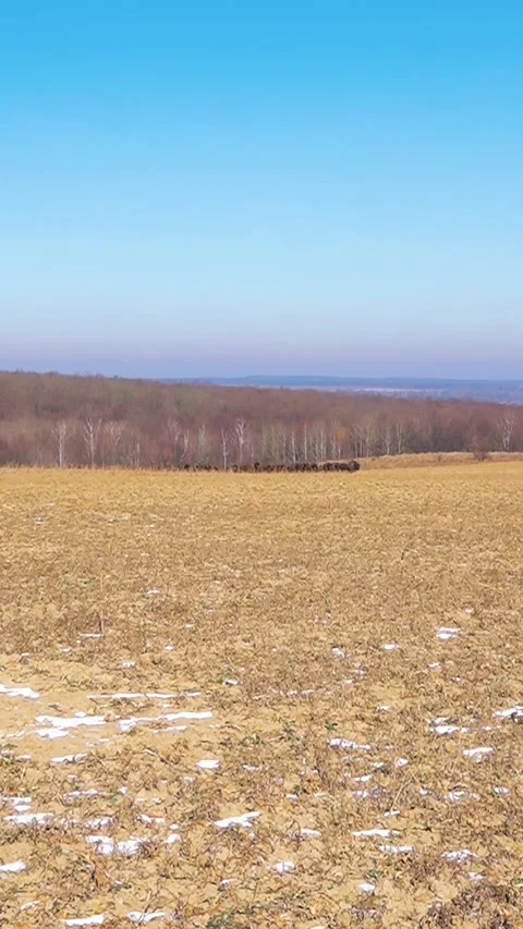 Bison breeding. Herd of Bison. Buffalo farming. Vertical video. Stock Footage 303416173