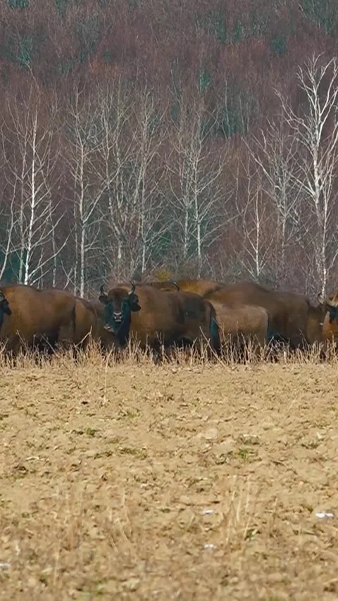 Bison breeding. Herd of Bison. Buffalo farming. Vertical video. 스톡 동영상 303416205