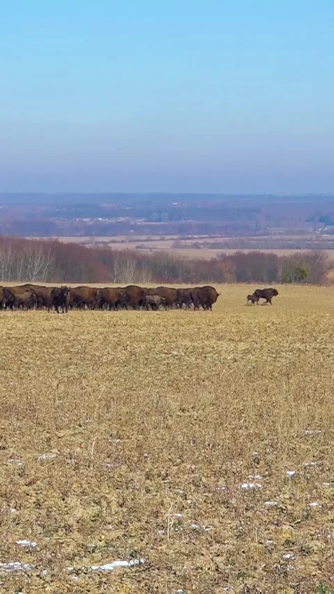 Bison breeding. Herd of Bison. Buffalo farming. Vertical video. Video stock 303416207