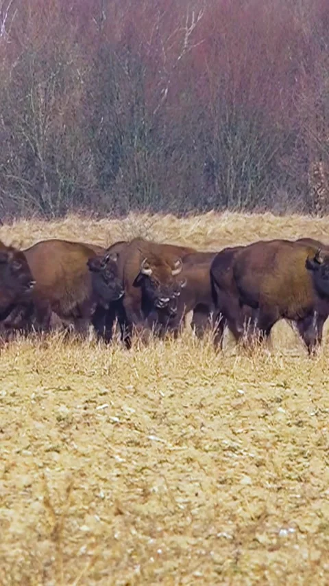 Bison breeding. Herd of Bison. Buffalo farming. Vertical video. Stock Footage 303416210