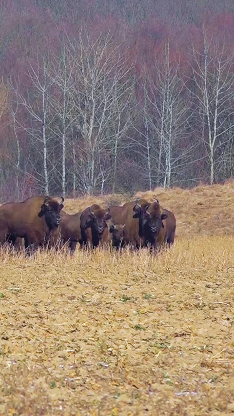 Bison breeding. Herd of Bison. Buffalo farming. Vertical video. Stock Footage 303416211