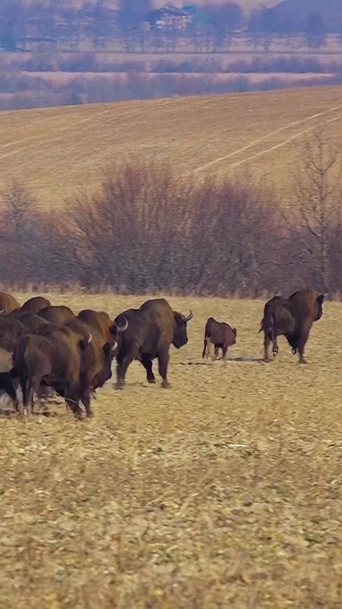 Bison breeding. Herd of Bison. Buffalo farming. Vertical video. 스톡 동영상 303416220