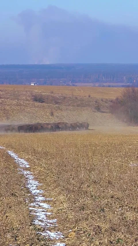 Bison breeding. Herd of Bison. Buffalo farming. Vertical video. Video stock 303416229