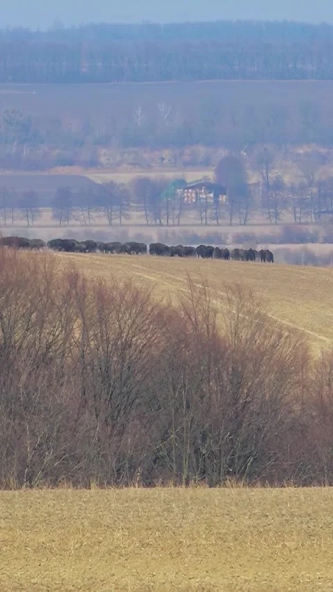 Bison breeding. Herd of Bison. Buffalo farming. Vertical video. 스톡 동영상 303416238