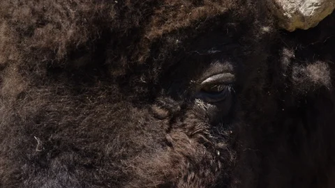 Bison bright view of eyes Stockbeeldmateriaal 106581928