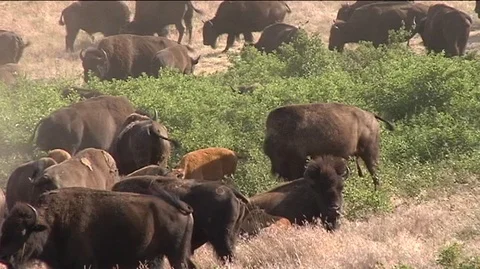 Bison in Brush on National Bison Range Stock Footage 105031374