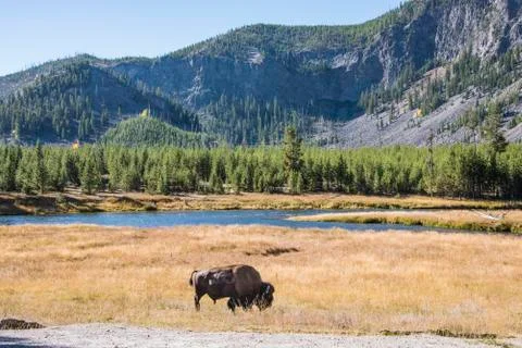 Bison-BSK 5894 Stock Photos