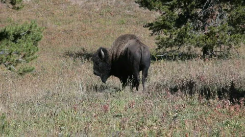 Bison buffalo from behind P HD 2424 Stock-Footage 522235