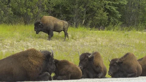 Bison, Buffalo group resting next to the highway Stock Footage 124672232