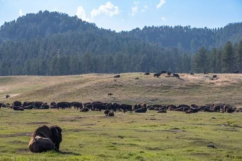 Bison buffalo herd at Custer State Park, South Dakota Stock Photos
