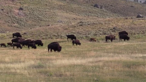 Bison buffalo herd pan and zoom animals nature wildlife Stock Footage 78654183