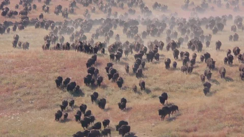 Bison Buffalo Herd Running Fall Stampede Charge Stampeding in South Dakota Stock Footage 127355119