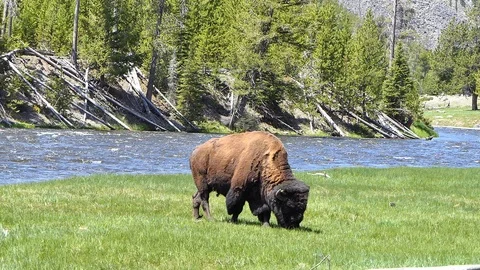 Bison buffalo standing next to river eating grass with bird sitting on top Stock Footage 96752481
