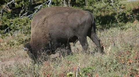 Bison buffalo walk lay down P HD 2435 Stock-Footage 522115