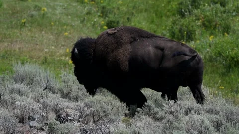 Bison (buffalo) walking close up Video stock 170150137