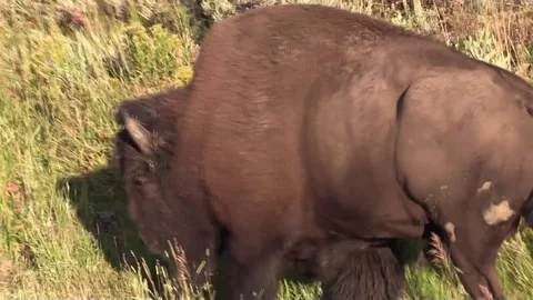 Bison buffalo walking in field closeup camera fallows along side animal Stock Footage 78672168