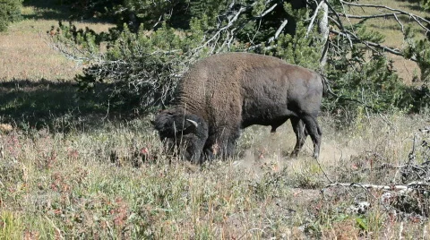 Bison buffalo walking P HD 2429 Stock-Footage 522176