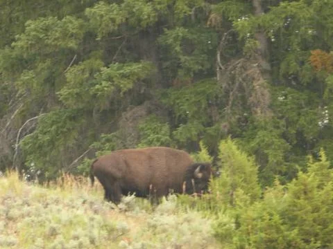 Bison / Buffalo in Yellowstone National Park Stock Photos