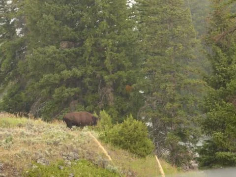 Bison / Buffalo in Yellowstone National Park Stock Photos