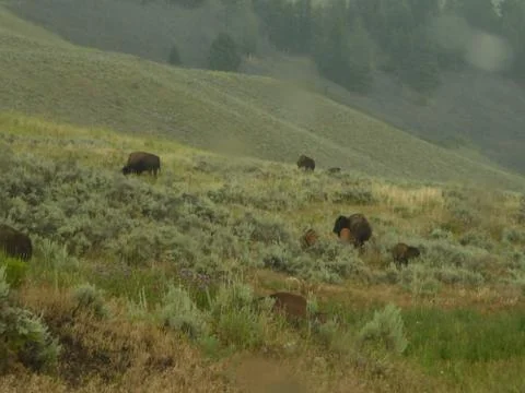 Bison / Buffalo in Yellowstone National Park Foto stock