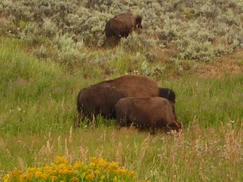 Bison / Buffalo in Yellowstone National Park Stock Photos