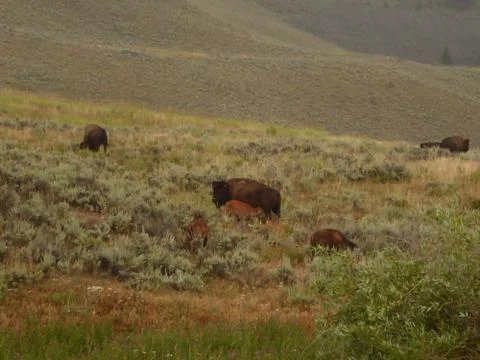 Bison / Buffalo in Yellowstone National Park Foto stock