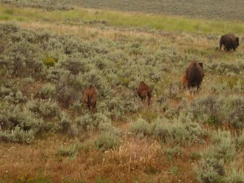 Bison / Buffalo in Yellowstone National Park Stock Photos