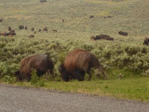 Bison / Buffalo in Yellowstone National Park Stock Photos