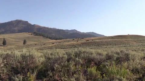 Bison buffalo zoom in on a herd open plains animals nature Yellowstone Stock Footage 78654739