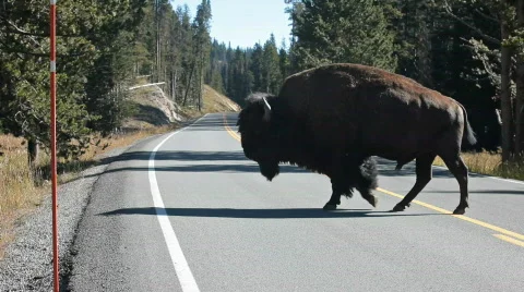 Bison buffaloe cross road P HD 2428 動画素材 522170