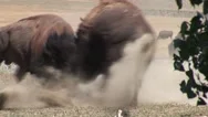 Bison Bull Adult Fighting Pair Dust Dirt Flying Hair Summer Stock Footage